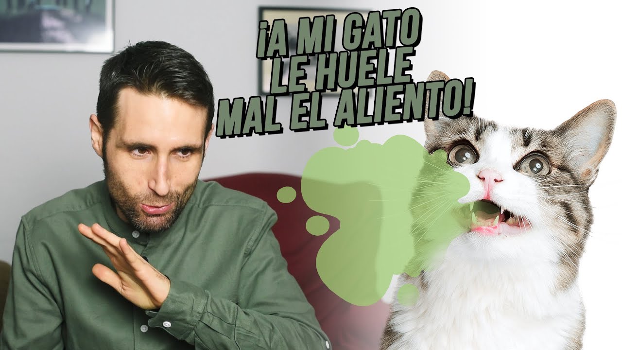 ¿Es normal que a mi gato le huela mal el aliento?