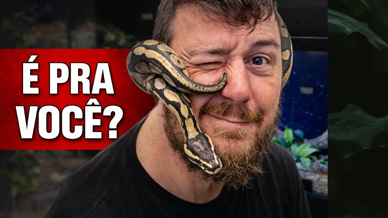 Ball Python é a melhor primeira serpente pet? | O que ninguém te conta