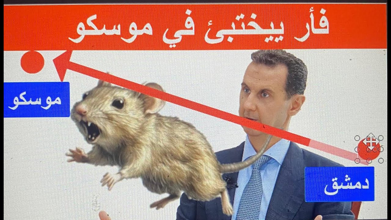 assad is a rat وزير خارجية ابرطانيا (ألاسد يتحول إلى فأر)