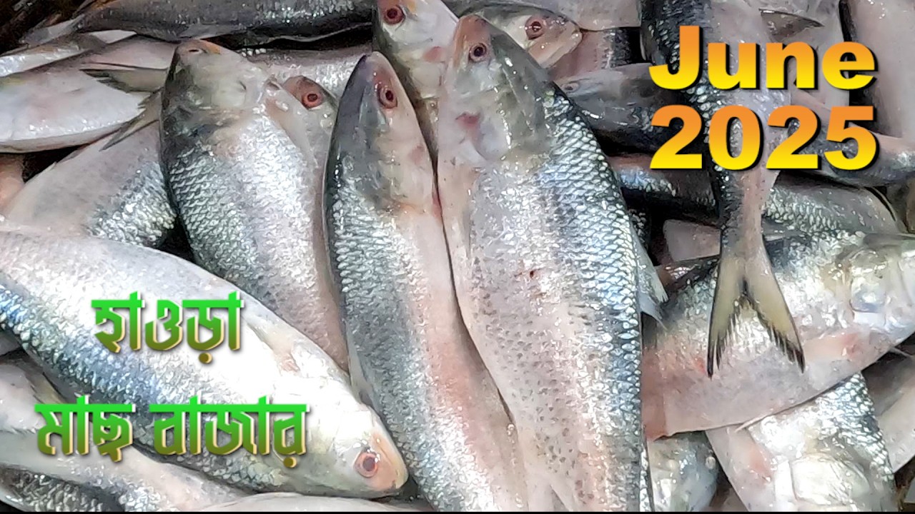 হাওড়া হোলসেল মাছ বাজার জুন ২০২৫ | ইলিশ, ভেটকি, পাবদা, কাঁকড়া মাছের হোলসেল দাম | ইতিহাস ও সংস্কৃতি