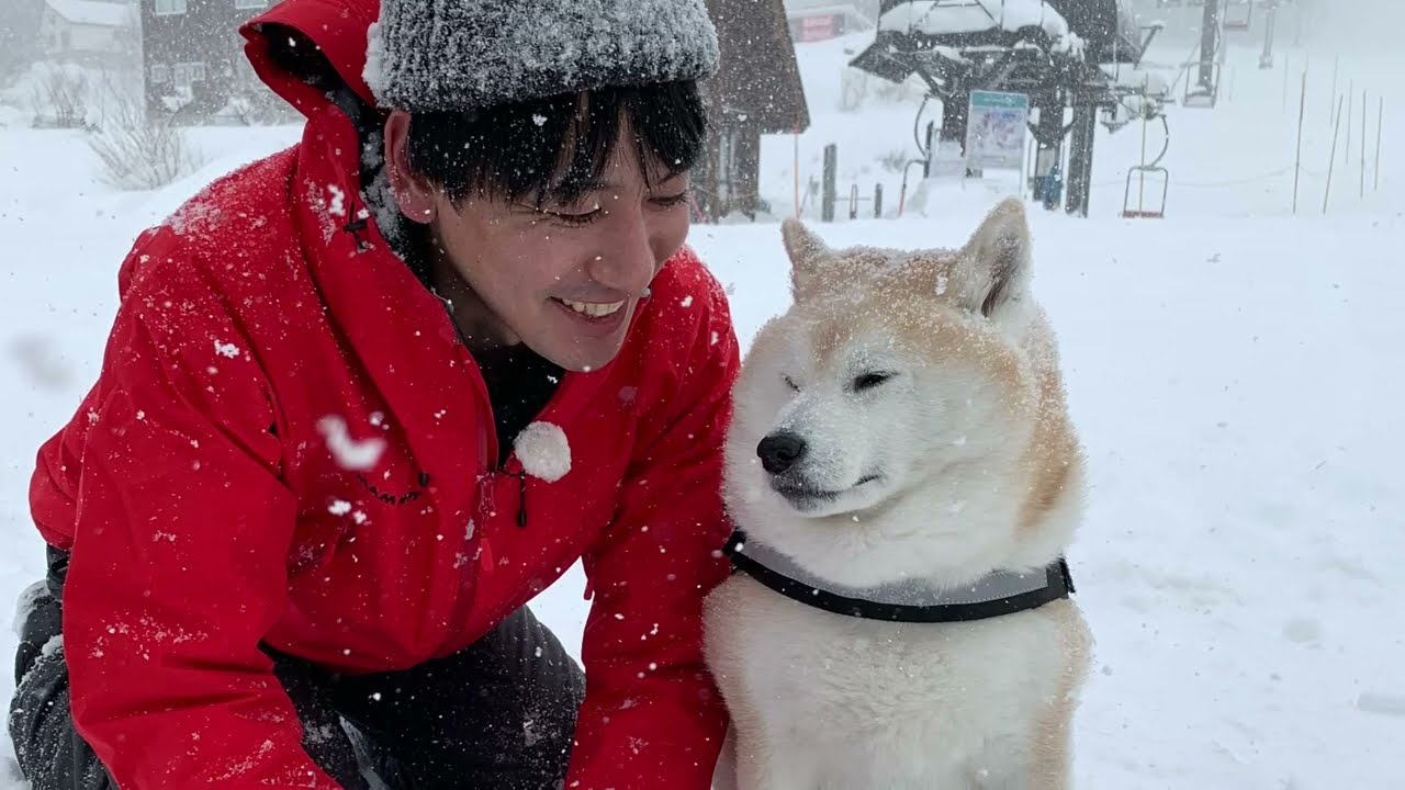 柴犬岳　愛犬同伴可能なスキー場「白馬乗鞍温泉スキー場」で「長野朝日放送」のロケ隊と遭遇🎥