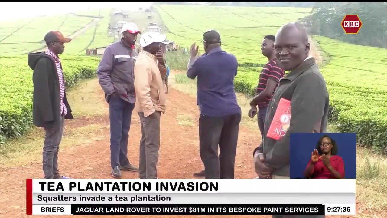 Squatters invade 350-acre Sitoi tea Estate in Nandi County