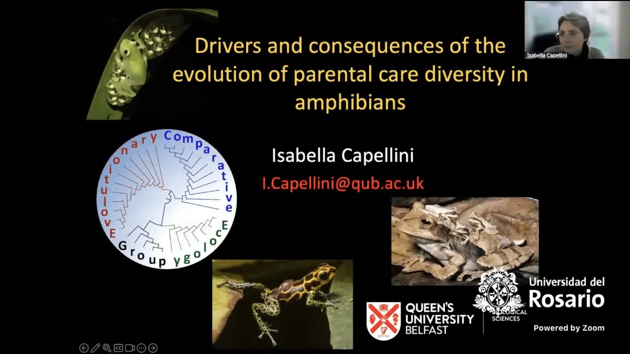 Isabella Capelini: Drivers, Consequences of evolution of Parental Care in Amphibians (29 Apr. 2025)