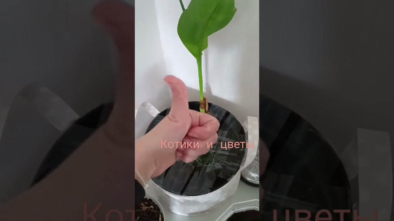 Канны зимуют дома, а кошки ооочень полюбили цветы 😂 #деревня #жизньнаурале