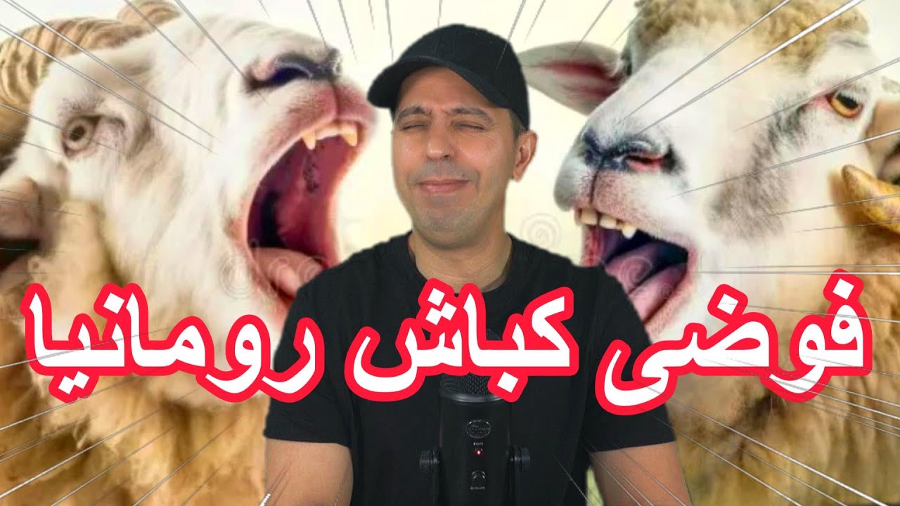 فوضى تدافع الناس على  كباش رومانيا