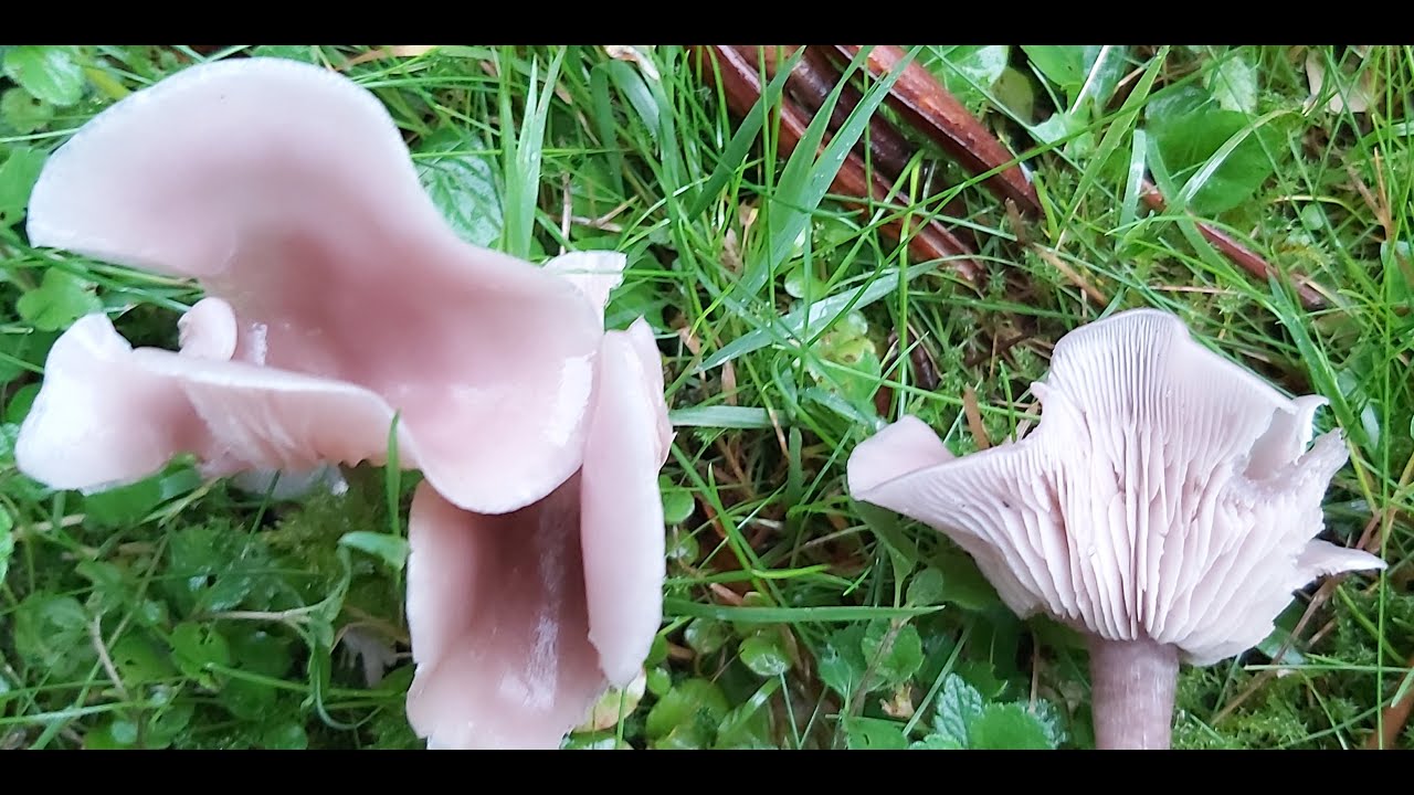 Gąs&oacute;wka brudnofioletowa (Lepista sordida)