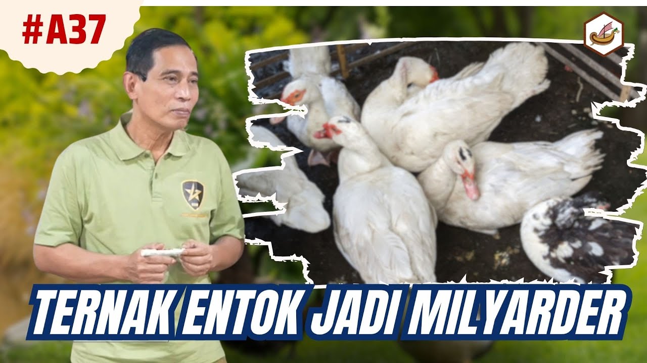 Bisnis Ternak Entok Juga Bisa Jadi Milyarder
