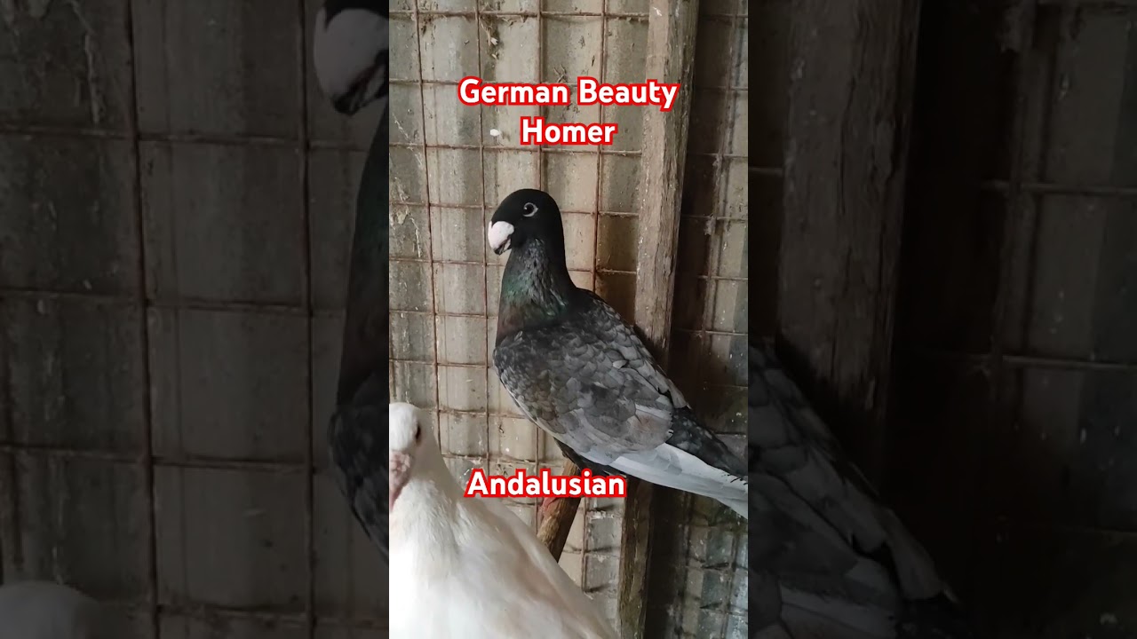 #german #beauty #homer #pigeon #offcolor #show #racing #viral
