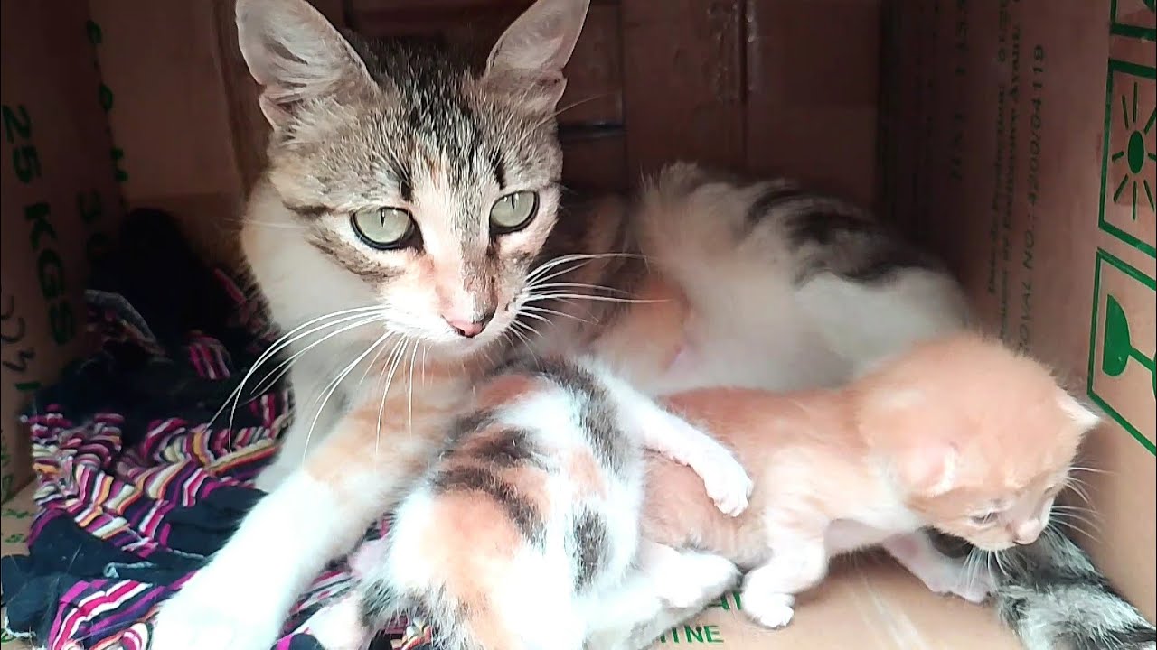 I was able to befriend the mother cat who left her kittens to greet me