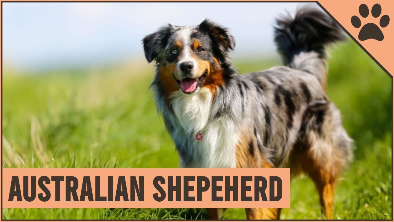 Australian Shepherd Dog Breed Information