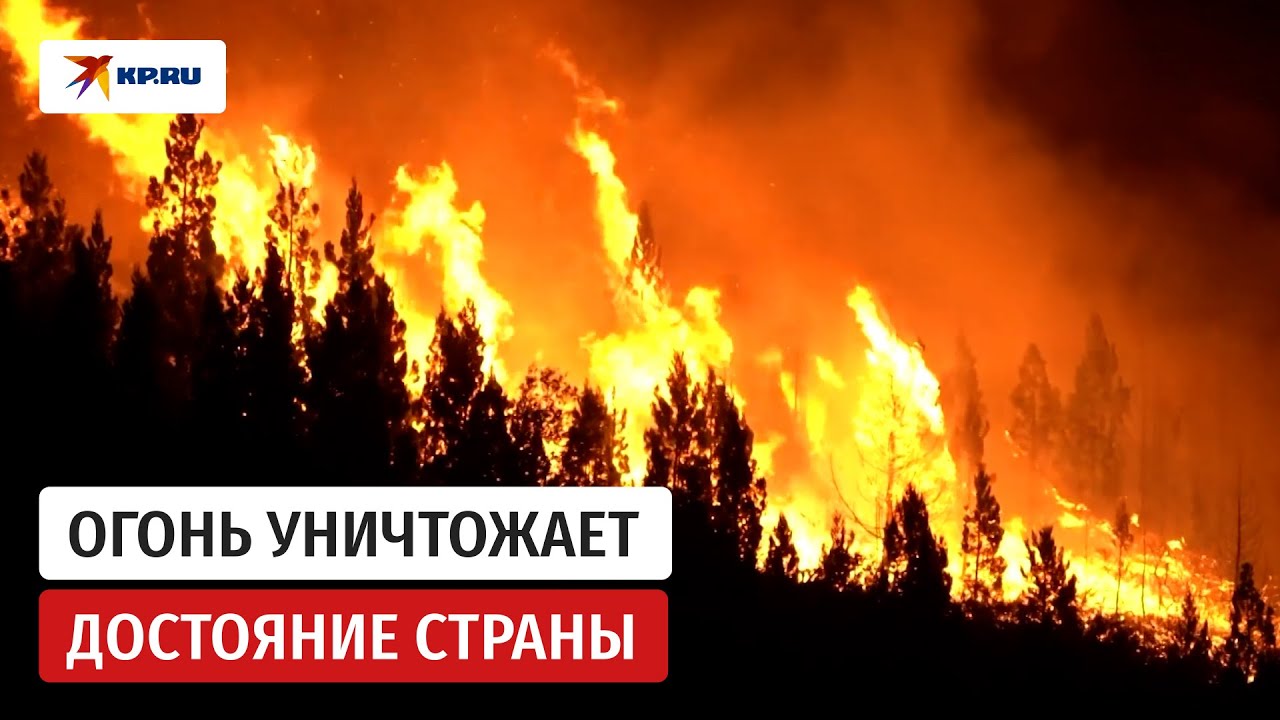 Пожары в Аргентине уничтожили 50 000 гектаров лесов