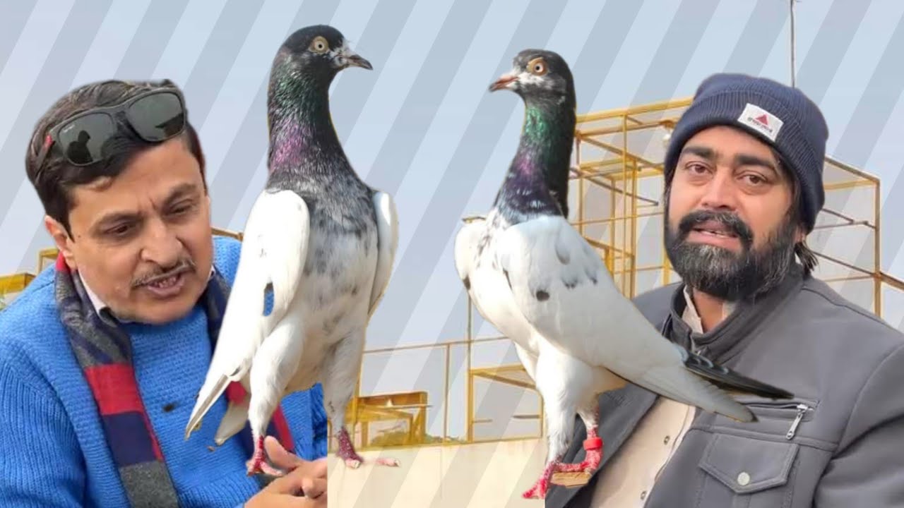 ustad Waheed Gujjar Kashmir Bakery Lahore ki chat se pigeons