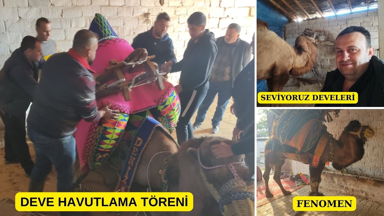 DEVE HAVUTLAMA TÖRENİ