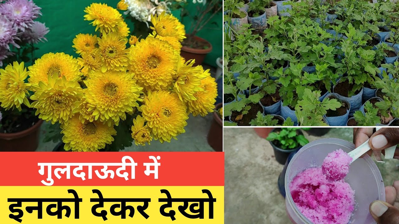 How to fertilize chrysanthemums | nursery में खाद ऐसे देते है ।|
