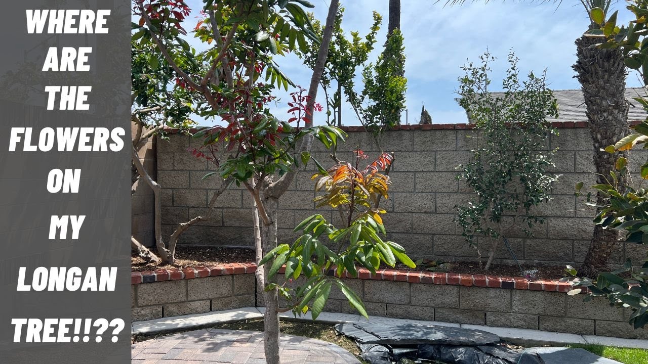 Why my Longan Tree has No FLOWERS this season - A Noob's Mistake!!