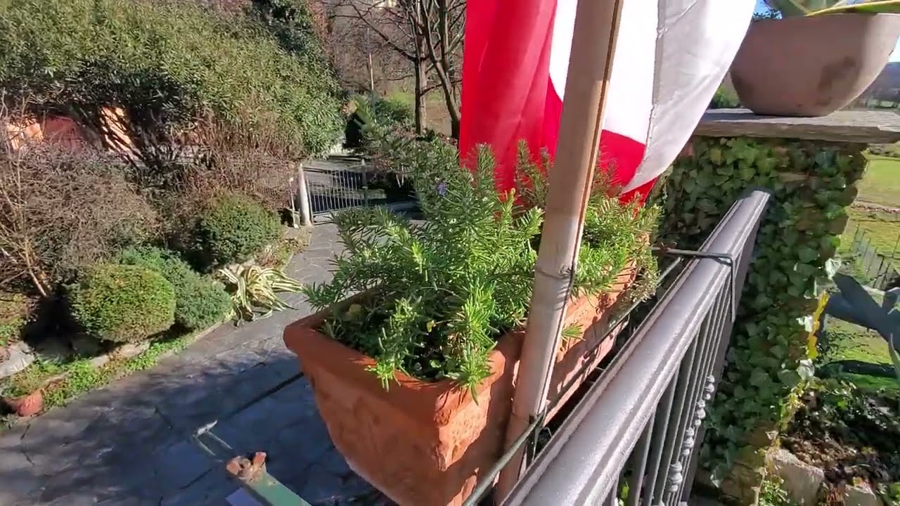 Rosmarino? Sì ma prostrato!