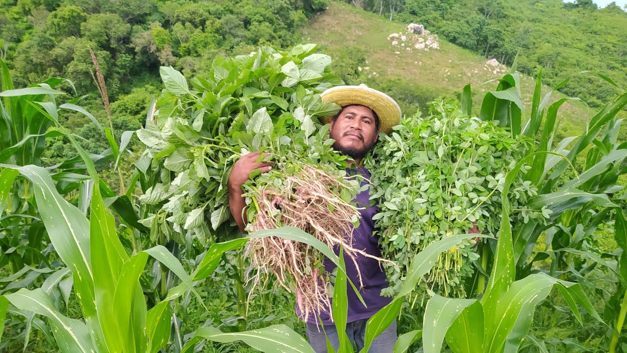 🌱 beneficios de tener así la milpa 🤔🍉🌽🌶️🍅🍈