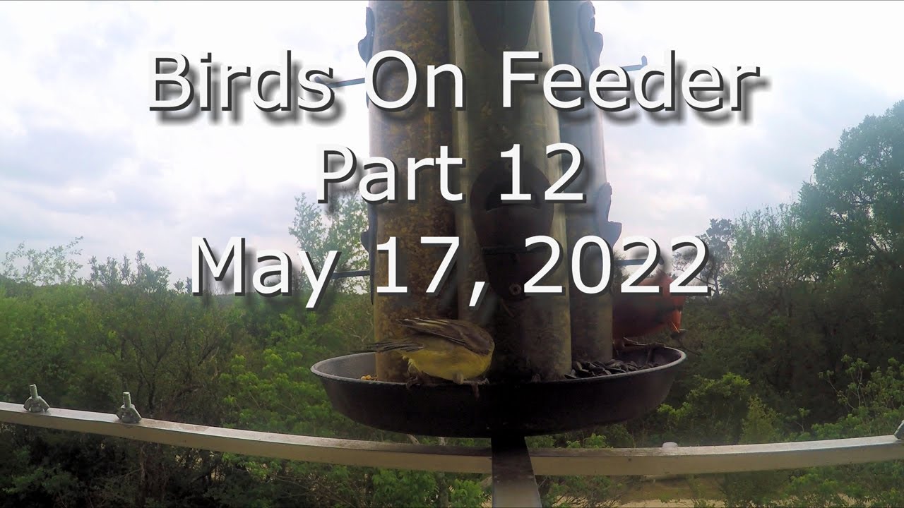 Birds On The Feeder Part 12 May 17, 2022 in 4K  #BirdsOnFeeder