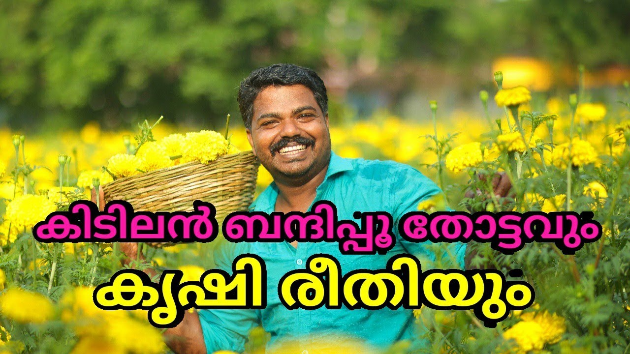 കിടിലൻ ബന്ദിപ്പൂ തോട്ടവും കൃഷി രീതിയും