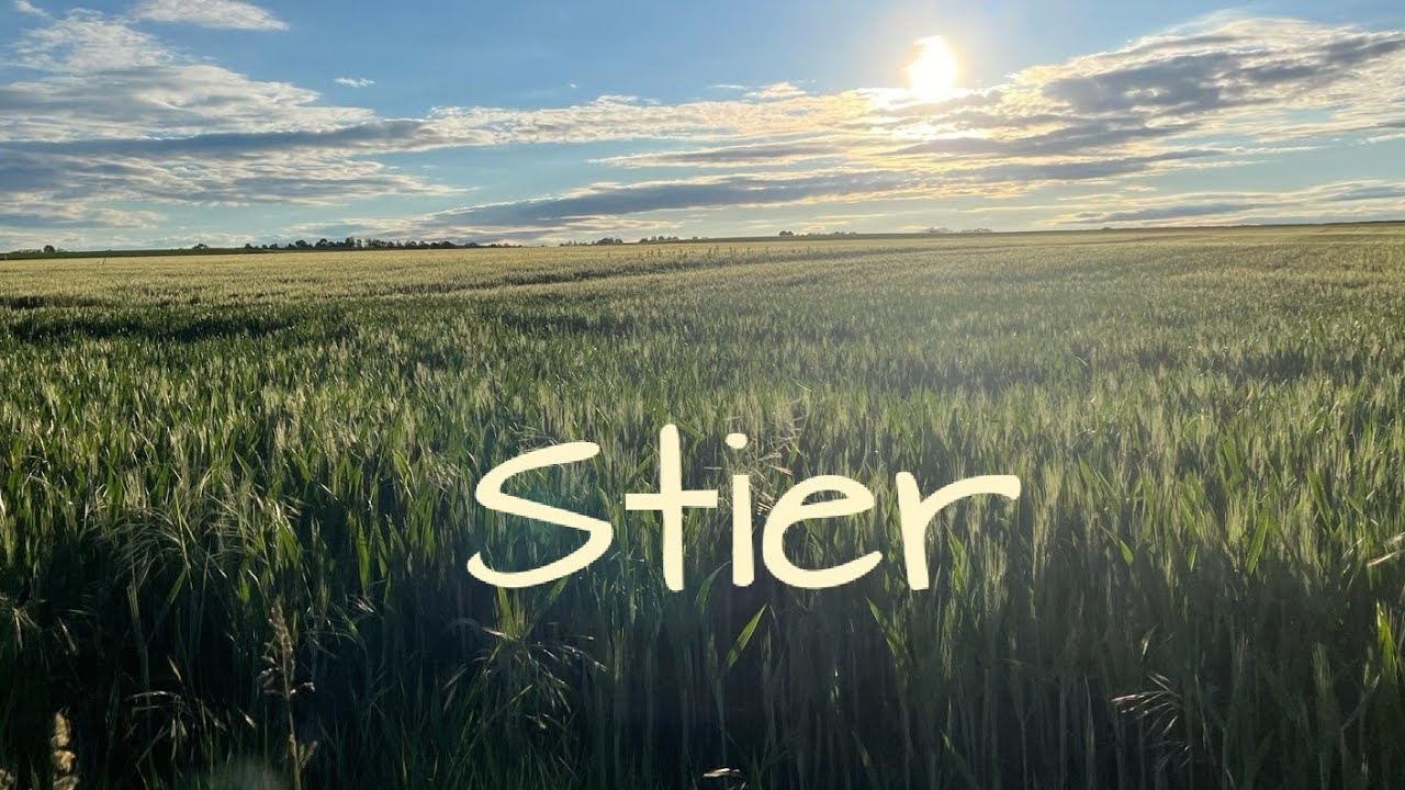 Stier/Neubeginn/körperliche/seelische Heilung/einen Feind zum Freund machen/deine nächsten 3 Monate