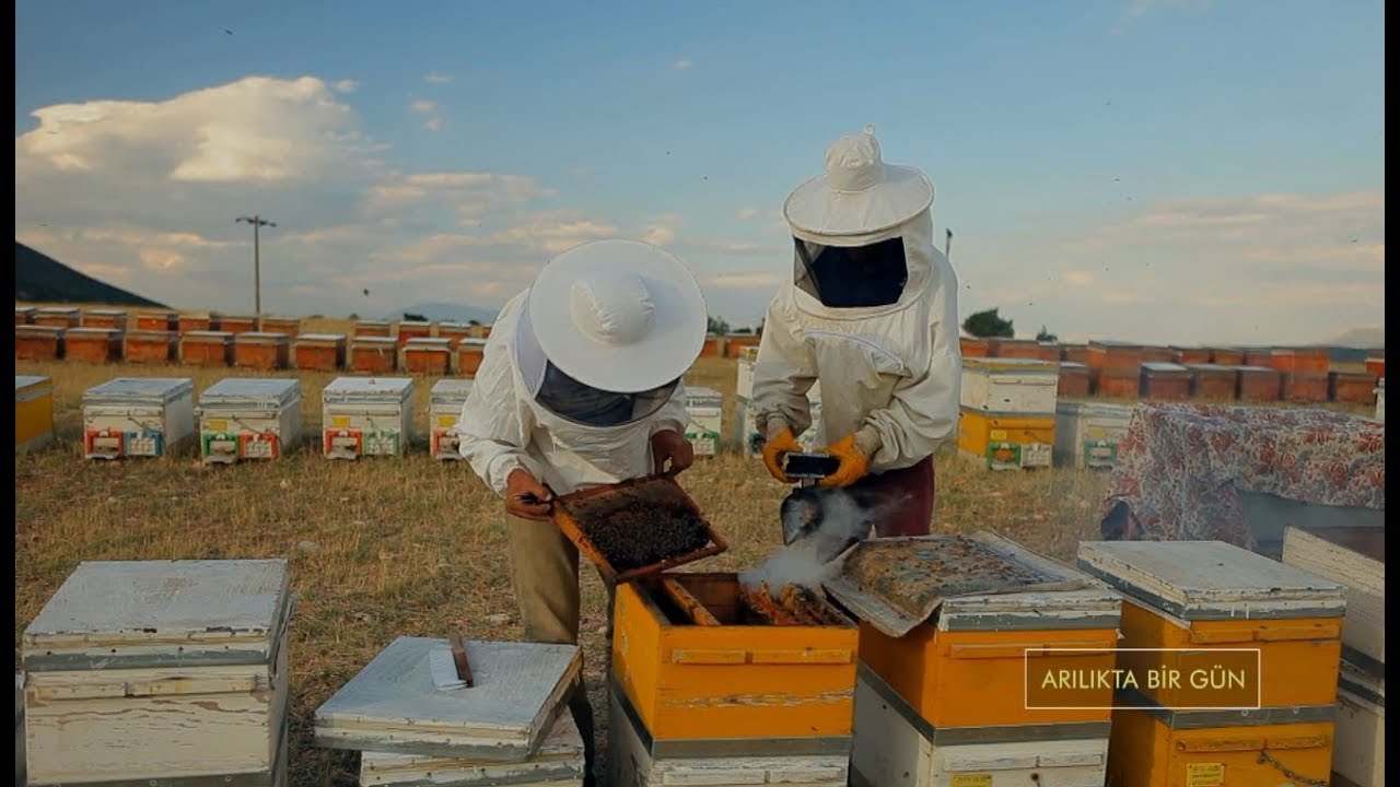 Belgesel Kuşağı - Arılıkta Bir Gün 