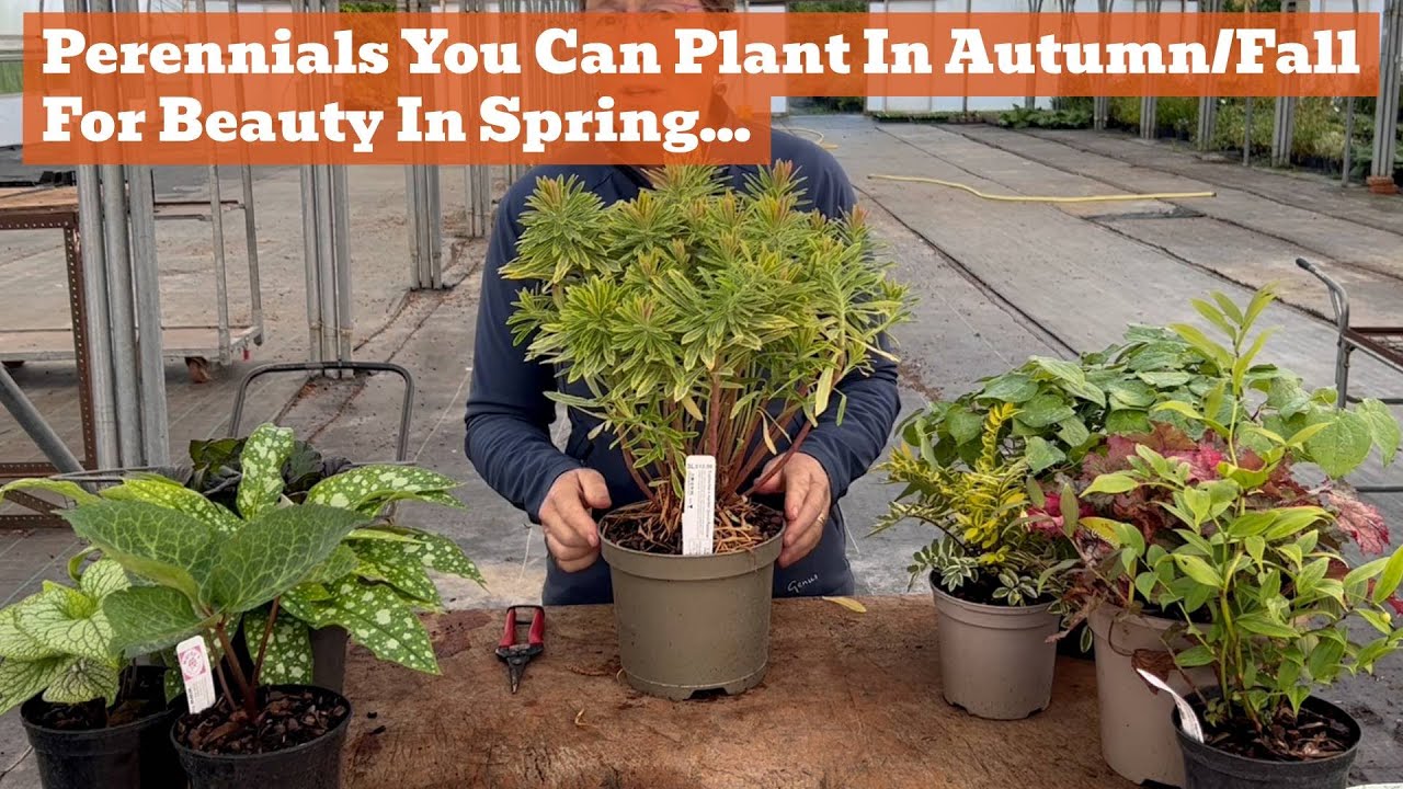 Perennials to Plant in Autumn/Fall for a Wonderful Spring Garden
