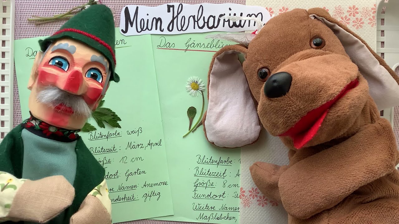 Bellas Schulstunde Sachunterricht: Blumen sammeln und pressen für ein Herbarium