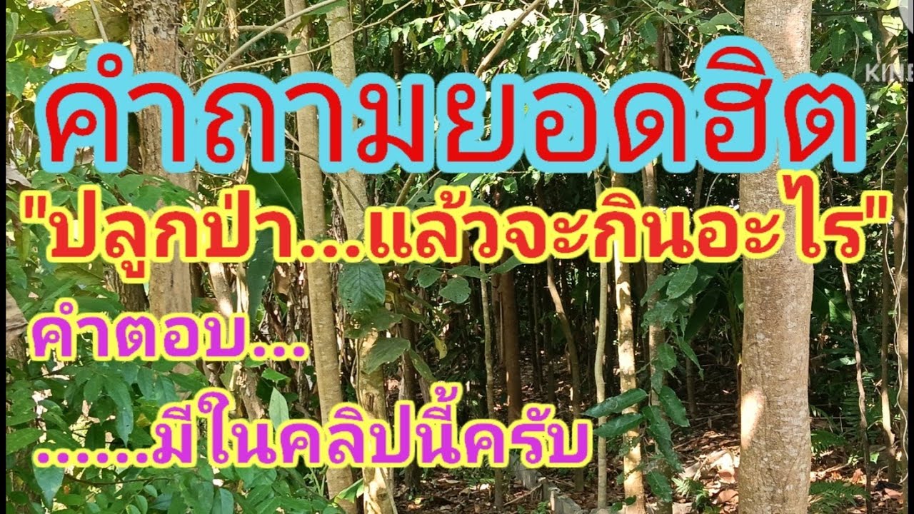 ปลูกป่า แล้วจะกินอะไร???
