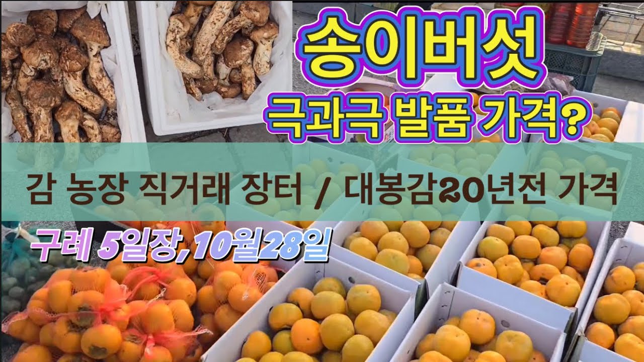 구례5일장/ 송이버섯 끝물 시세? 부르는 게 값?/ 감농장(단감,대봉감) 직거래 장터 급나 싸다 20년전 가격 