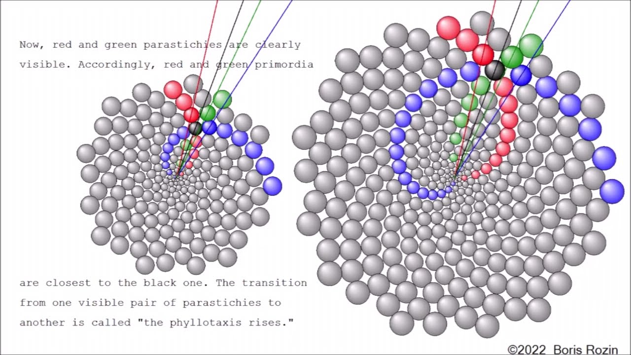 Video 3: The recursive dynamic model of the development of spiral phyllotaxis