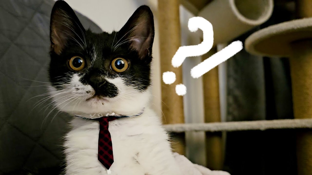 길에서 살다가 처음으로 본 캣타워에 새끼 고양이가 보인 놀라운 반응😯 | 고양이 브이로그