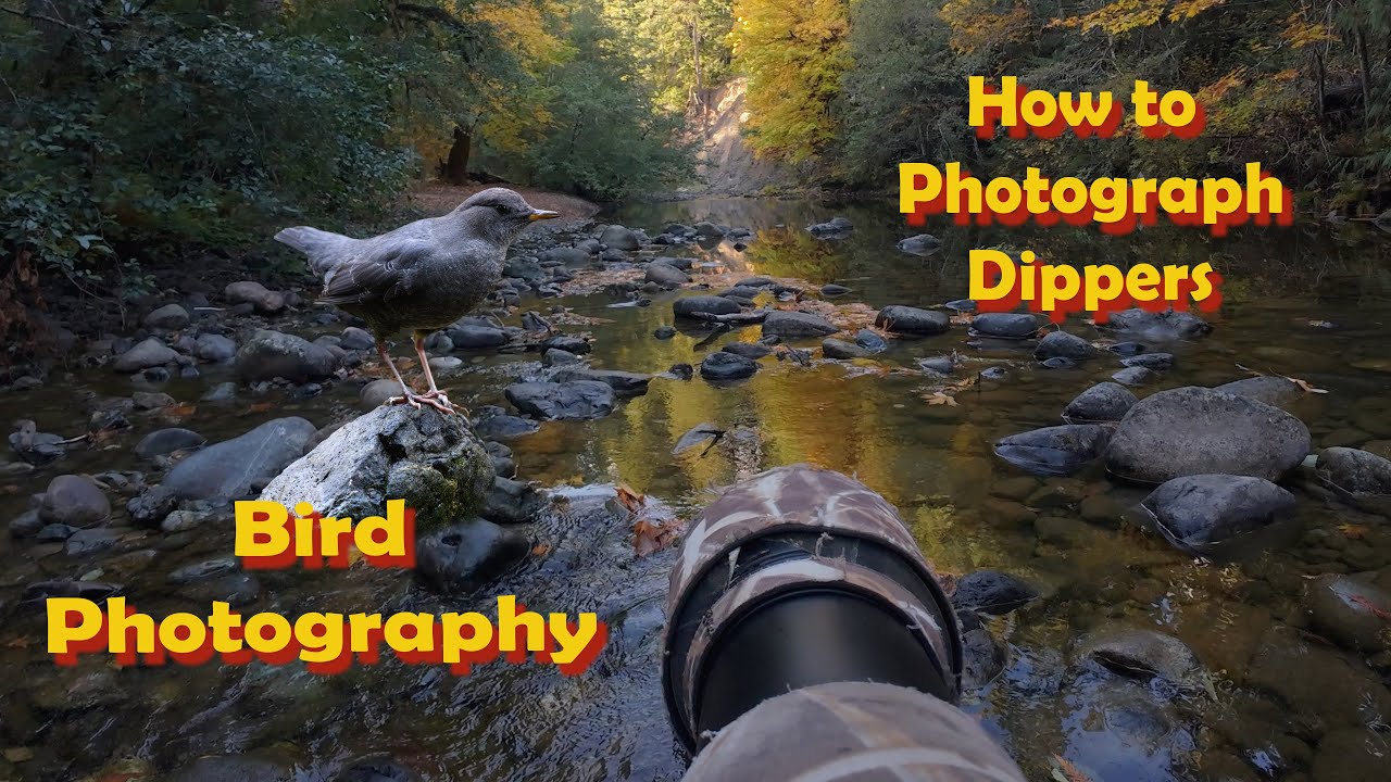 Bird Photography - How to photograph Dippers in Fall Colours
