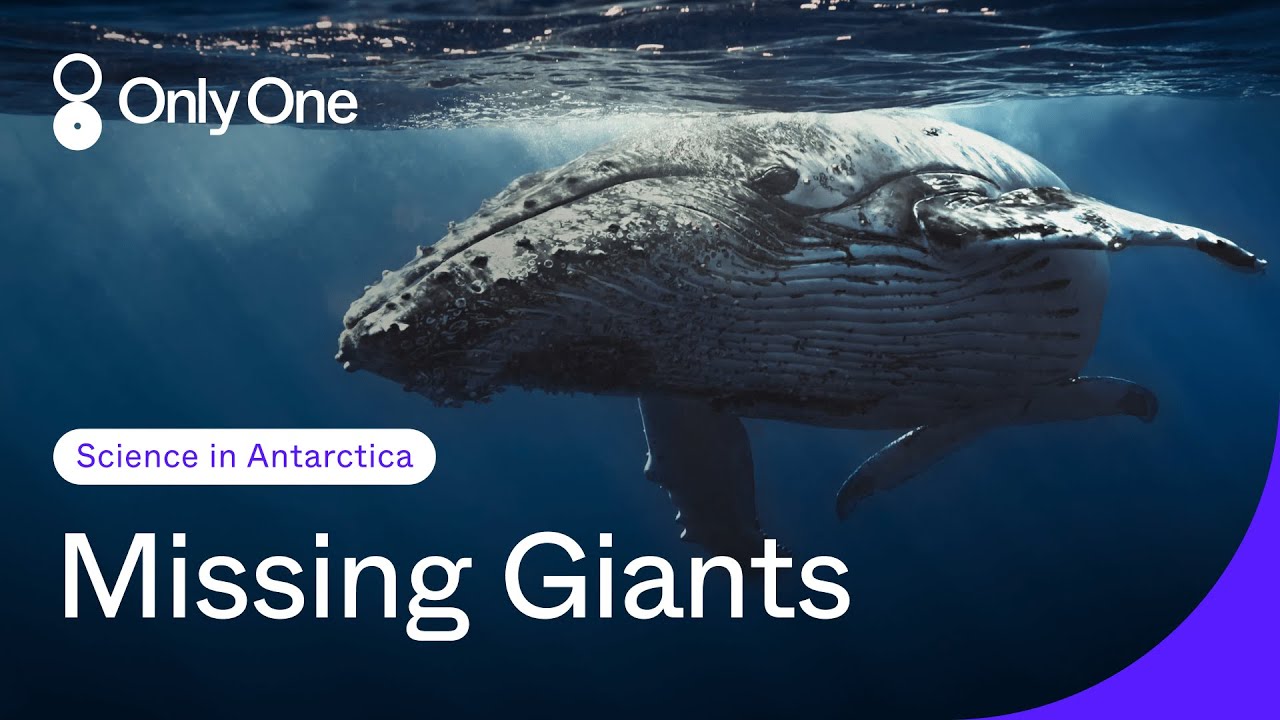 The Lasting Wound of Industrial Whaling | Science in Antarctica