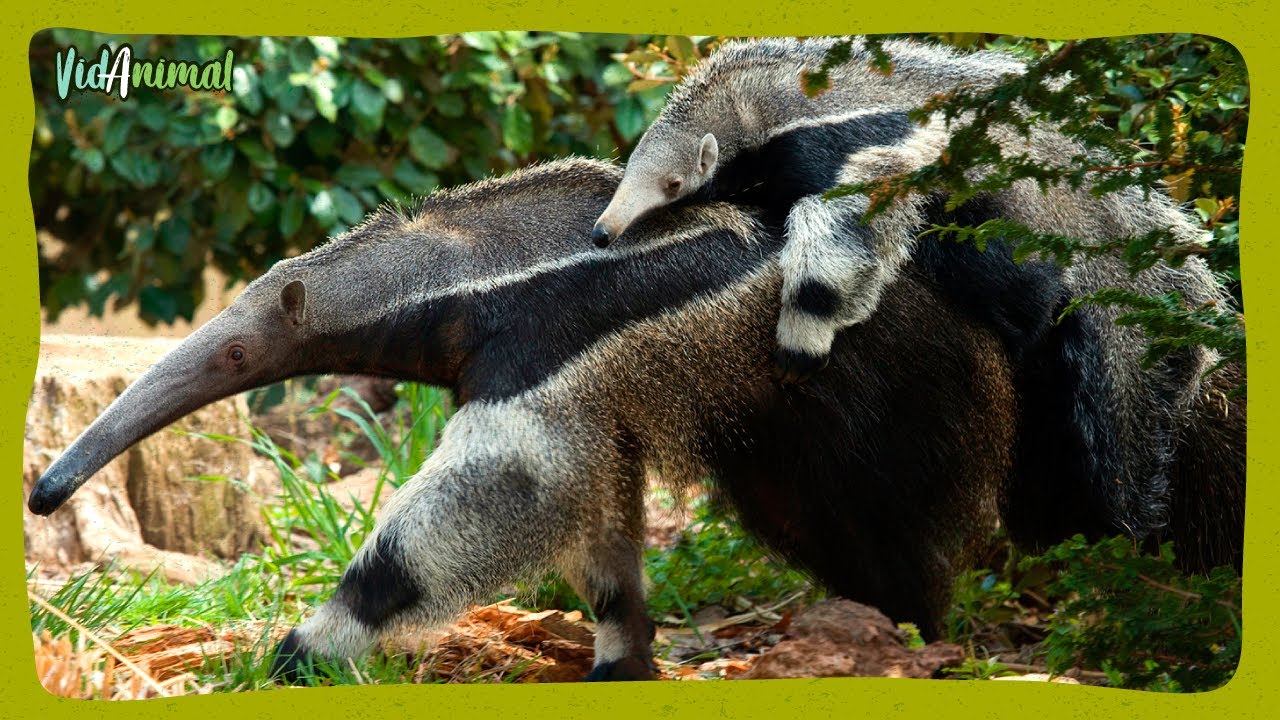 TODO SOBRE EL OSO HORMIGUERO GIGANTE