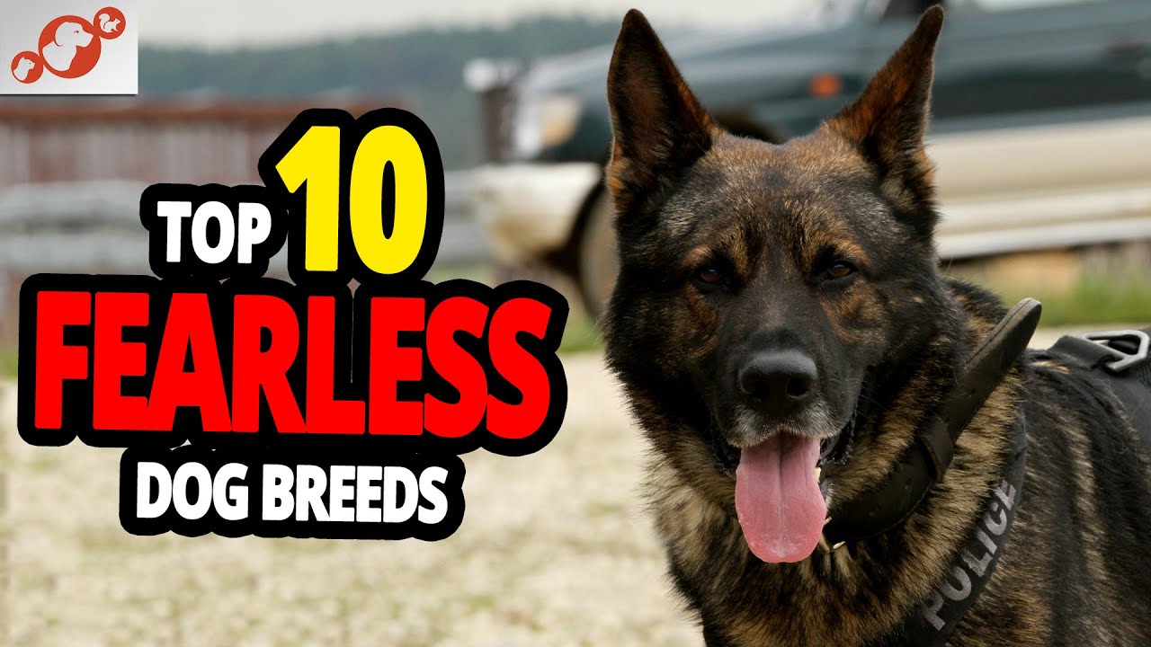 🐕 Fearless Dogs - TOP 10 Dog Breeds Not Afraid of Anyone!