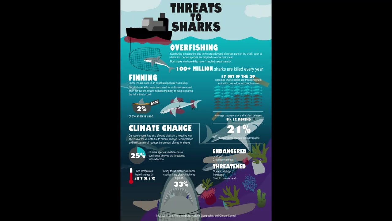 SHARK FINNING - A Danger To Sharks