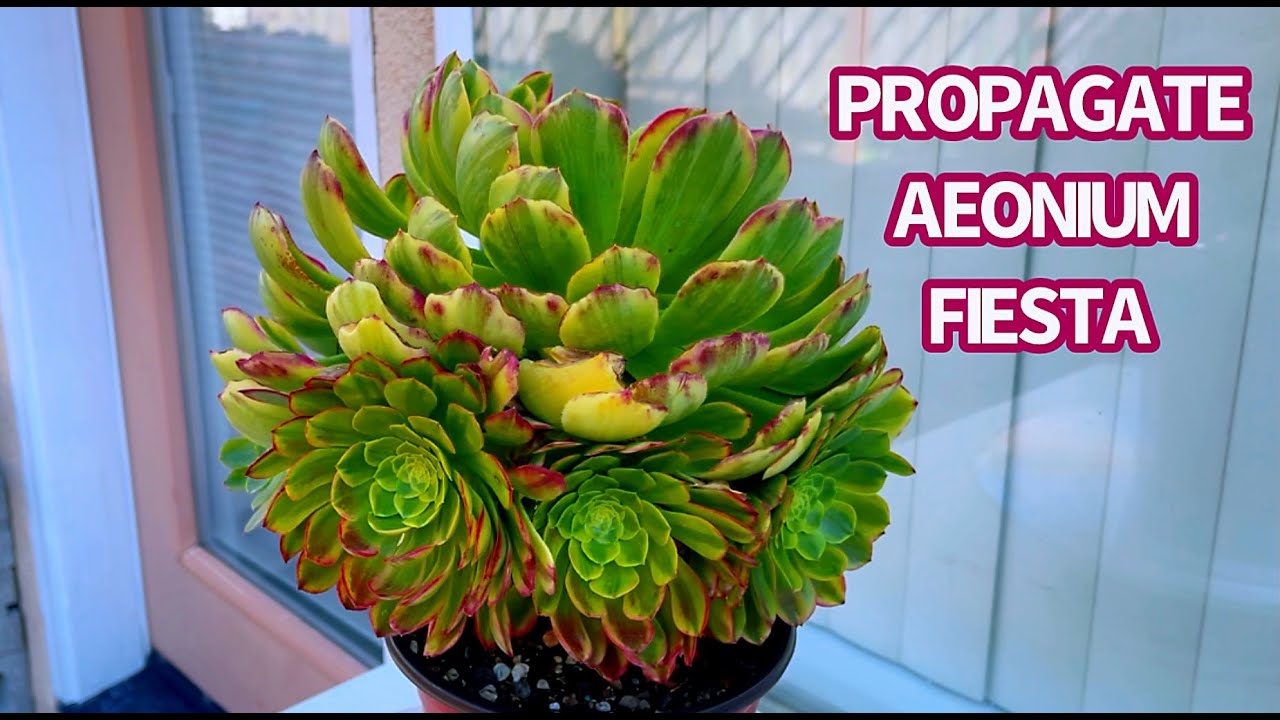 #514 PROPAGATE AEONIUM FIESTA  | NHÂN GIỐNG SEN ĐÁ AEONIUM | 다육식물 | 多肉植物 | Suculentas