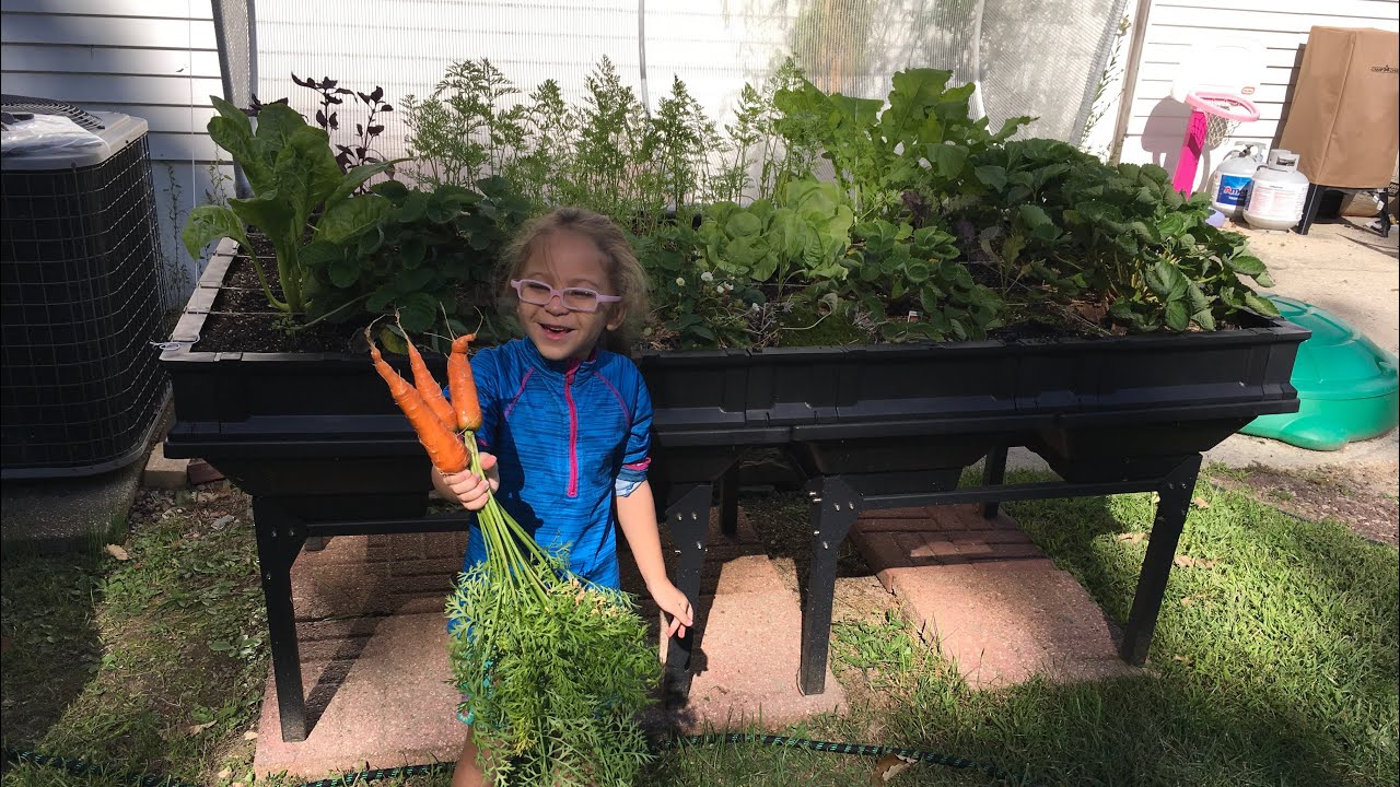 How I sow carrots in my Vegepod 🥕🌱