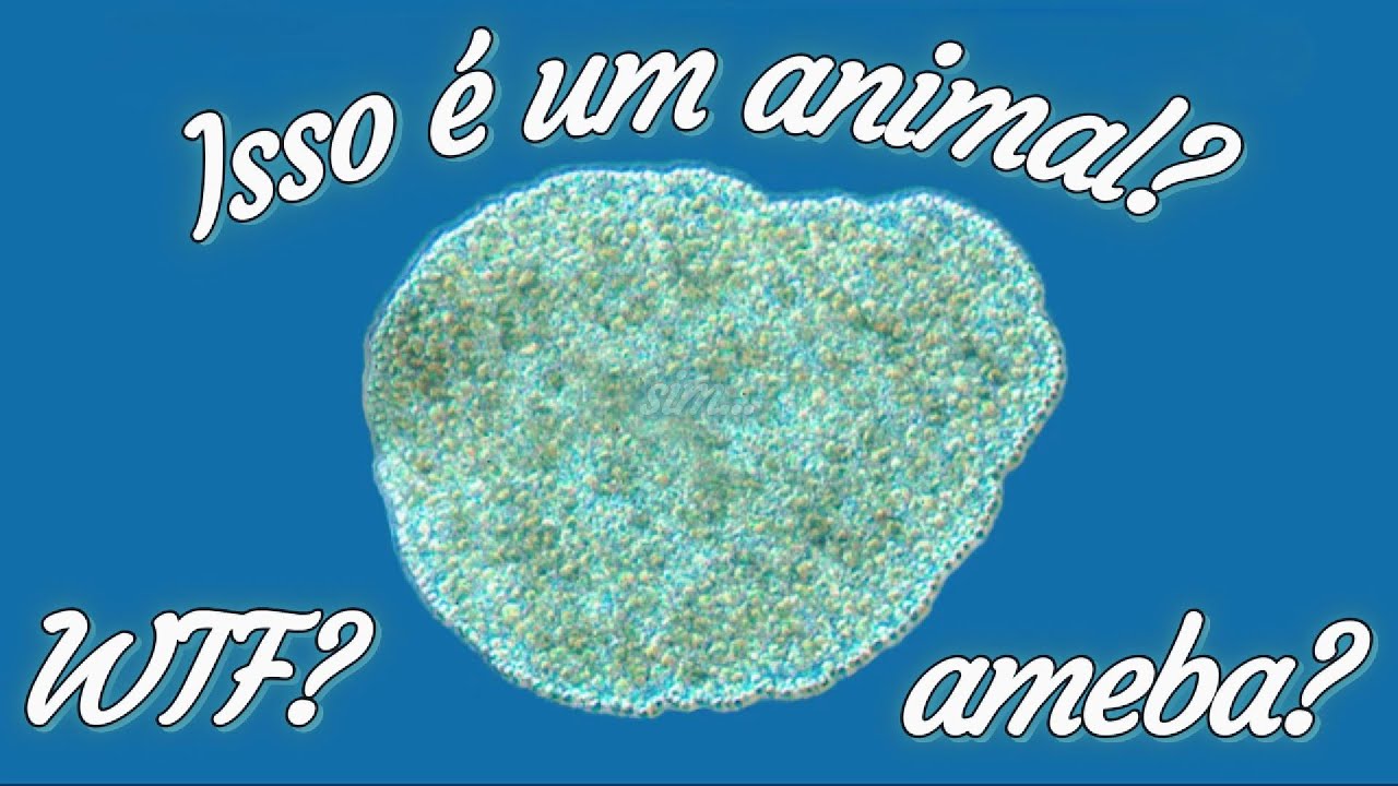 Filo Placozoa: Animais Planos.