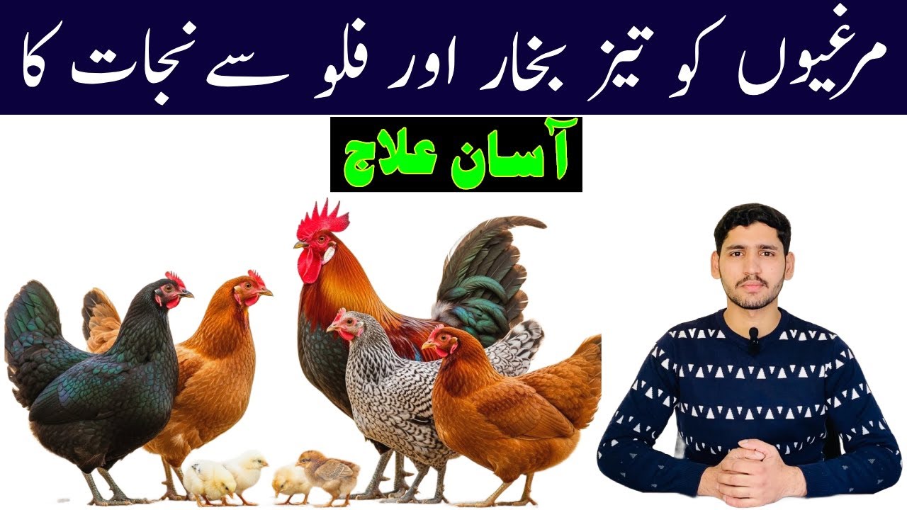 By Using this Ingredient to Protect Hens from Virus Infection | Chicken Diseases & Treatment Fever