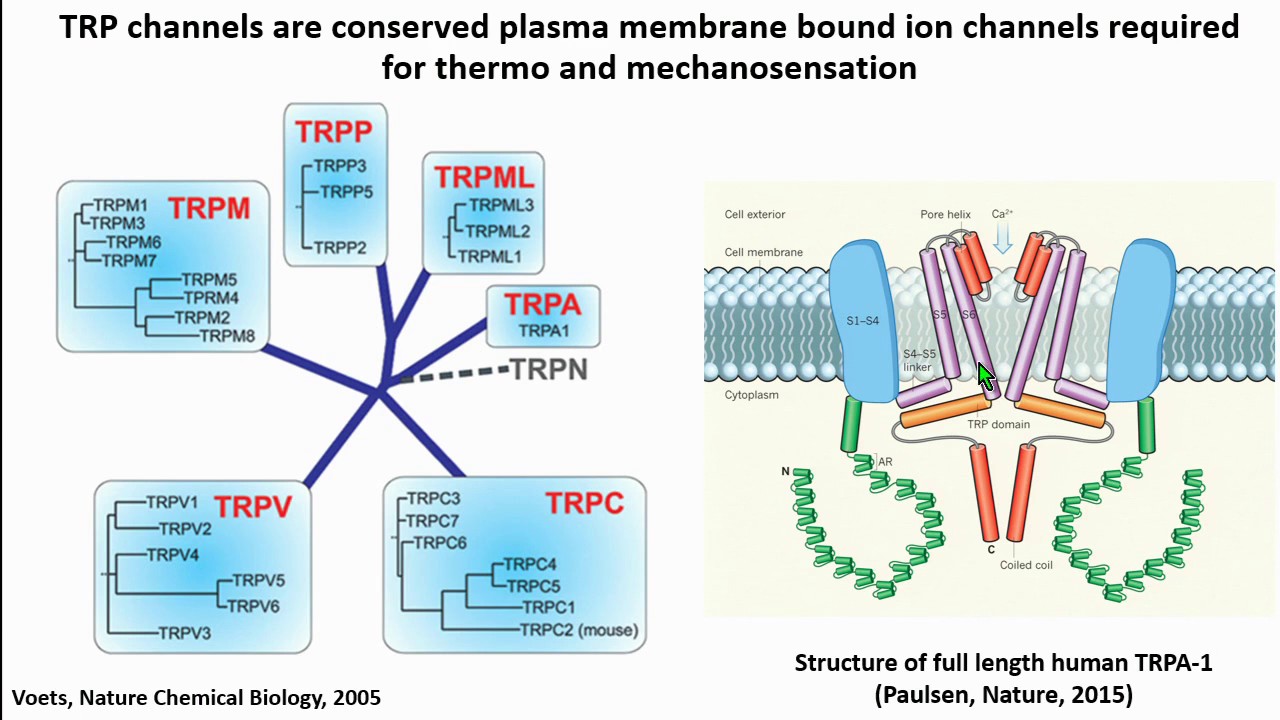 J Chaudhuri: Conserved TRPA1-Nrf2 signaling mediates reactive alpha-dicarbonyl detoxification.