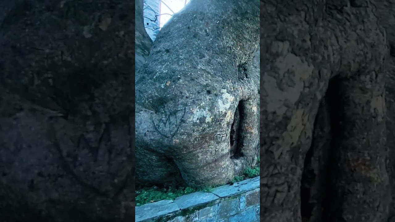 Millenary  plane tree  in Tsagarada  is one of the oldest  in Europe.( in March )#pelion#greece