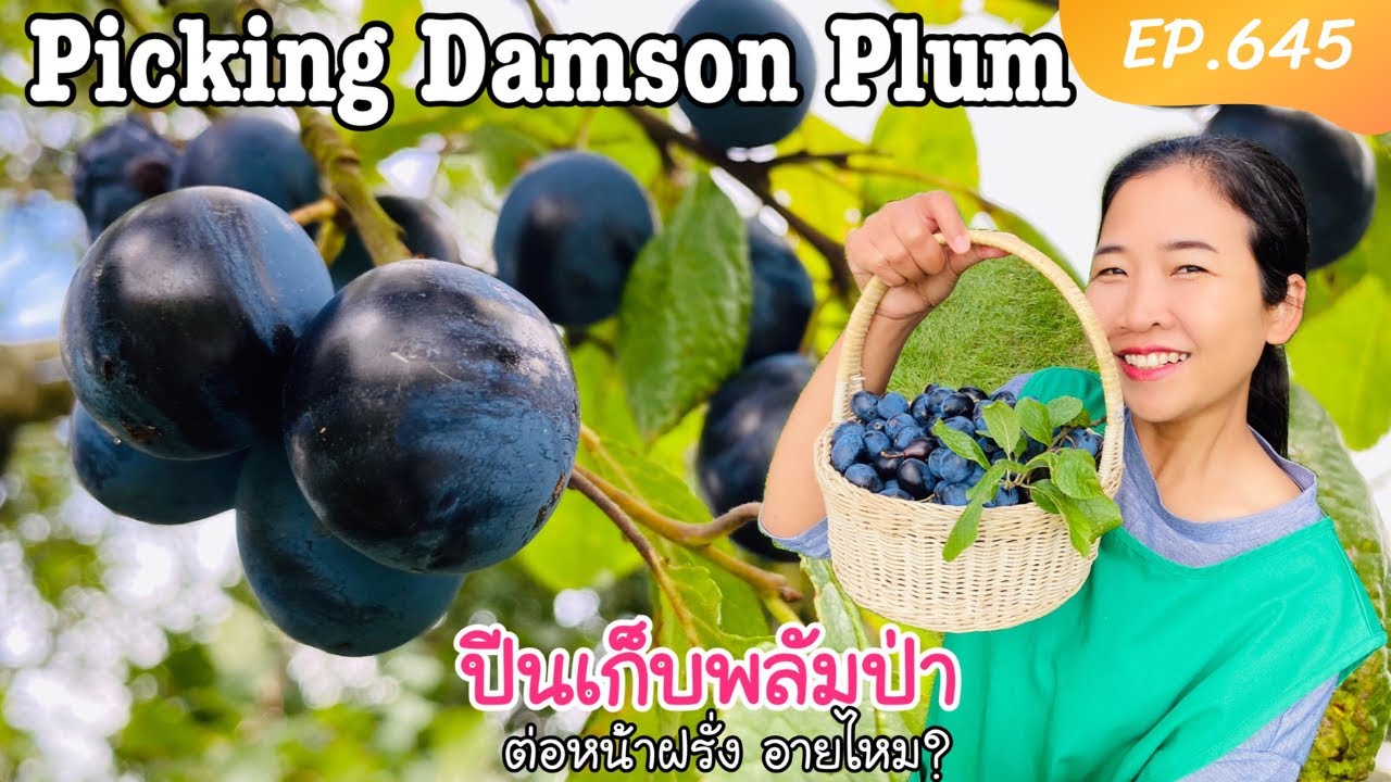 กล้าไหม? ปีนเก็บพลัมป่าต่อหน้าเจ้าของฟาร์มแกะ (Eng/Sub) Picking Damson Plum EP.645
