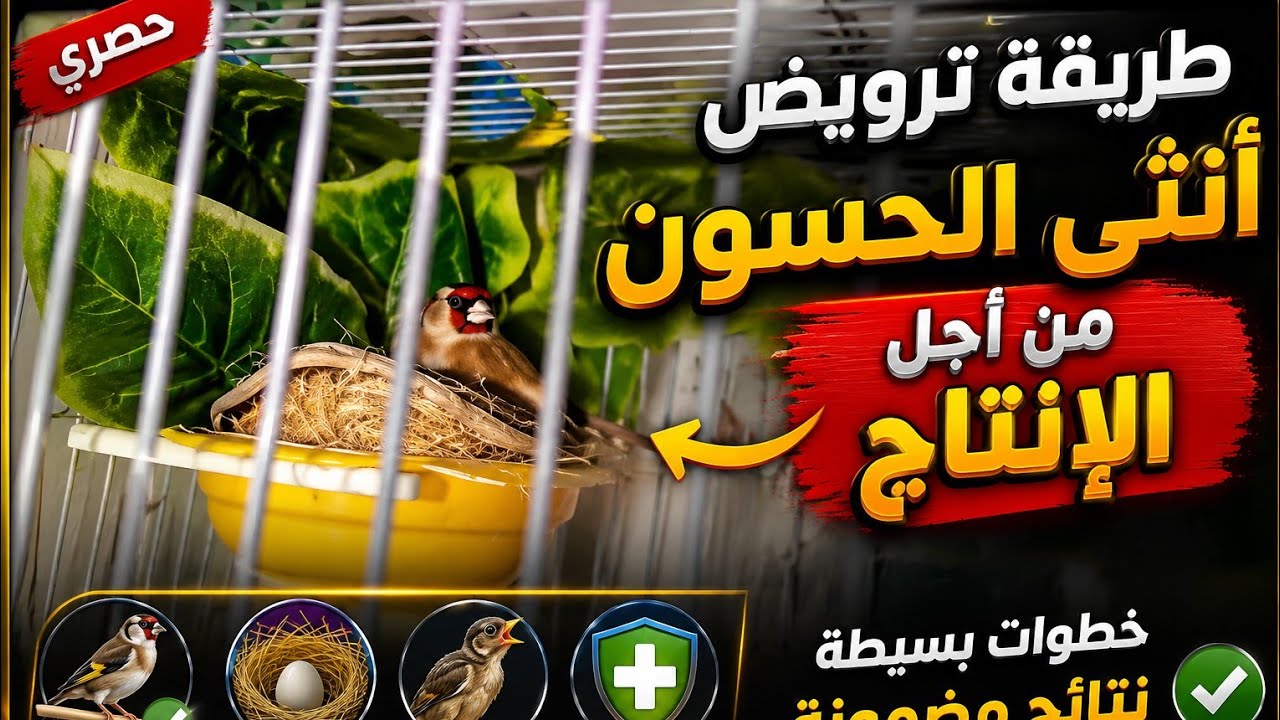 طريقة ترويض انثى الحسون