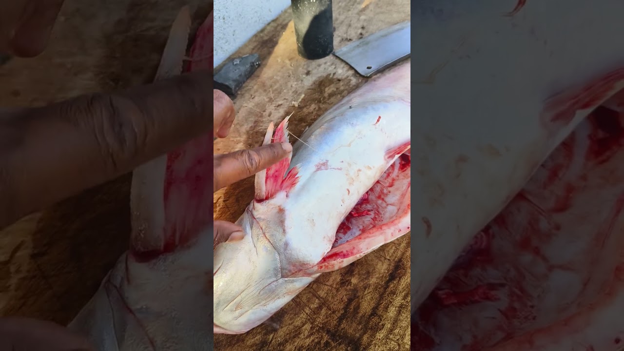 Cara Nak kenal pasti patin buah..saiz yg padu...