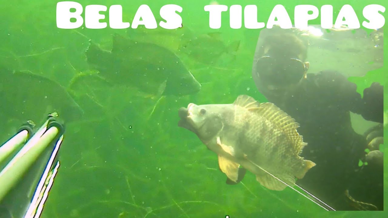 pesca sub, em paulo afonso Bahia-mais almoço No rio