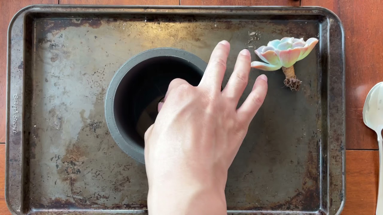 [ASMR] Plant with me - Echeveria Orpet