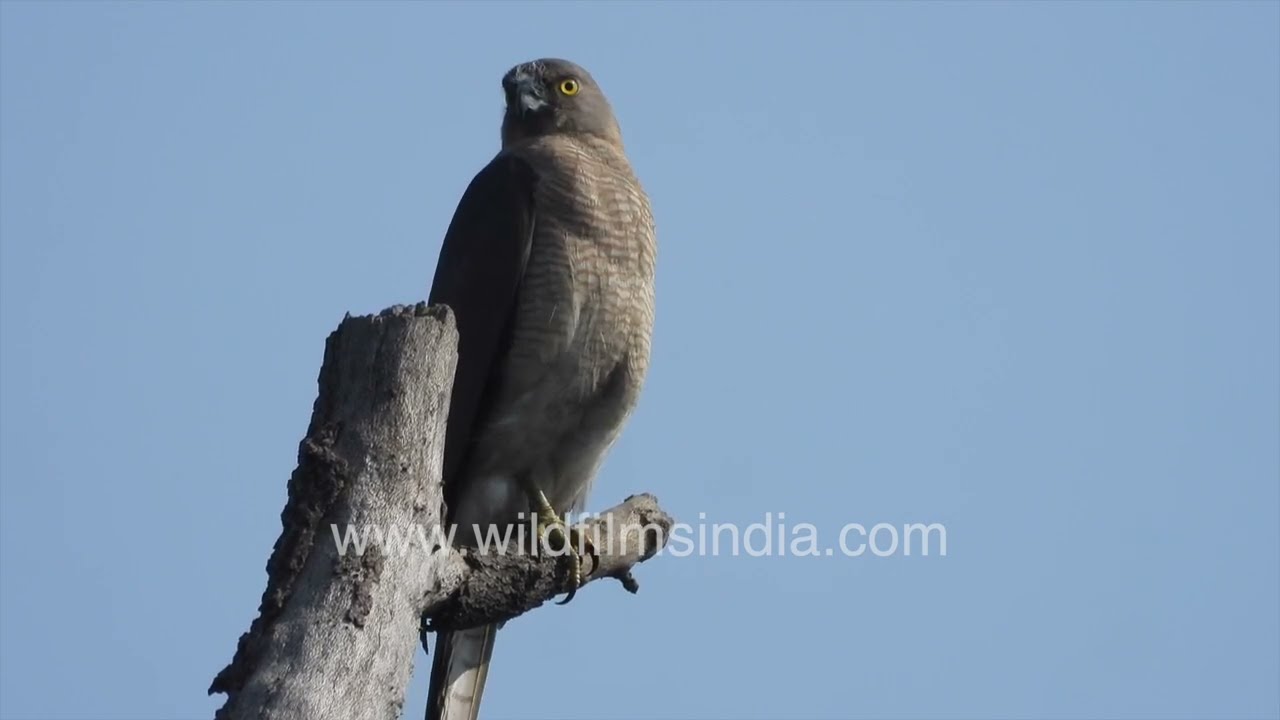 Shikra Bird | Agile Hunter of the Skies