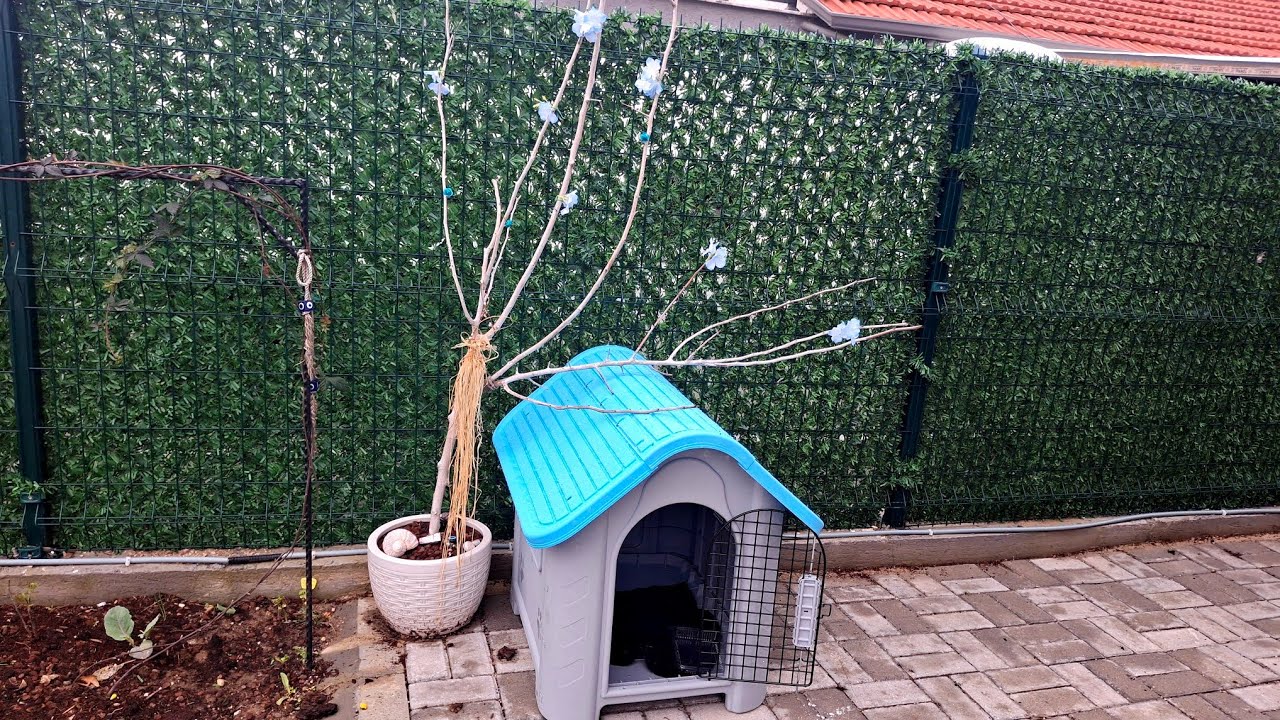 Bahçede Kedi Evi , Fırtınadan Sonra Köy ,Domates Sırıkları ,Bahçe Turu