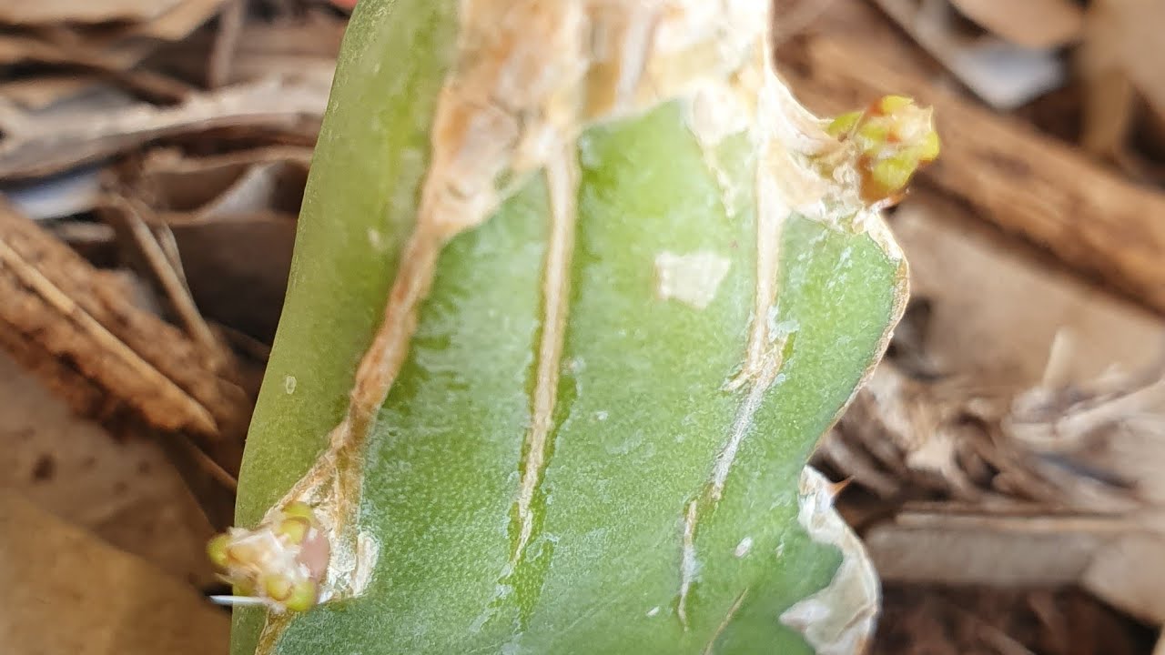 تسميد الدراجون فروت بالفيرمي كمبوست ونتائجه الواضحة على النمو، Fertilizing Dragon fruit with vermi